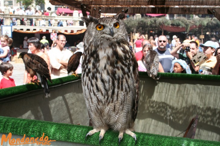 Mercado Medieval 2006
Aves de cetrería
