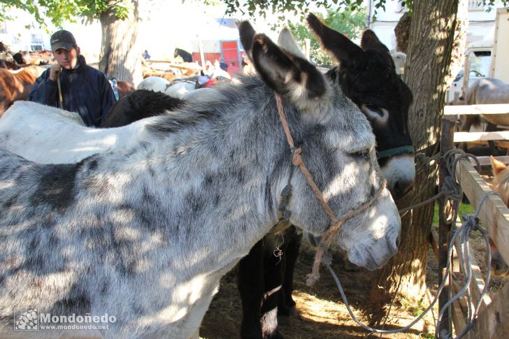 As San Lucas
Feria de ganado
