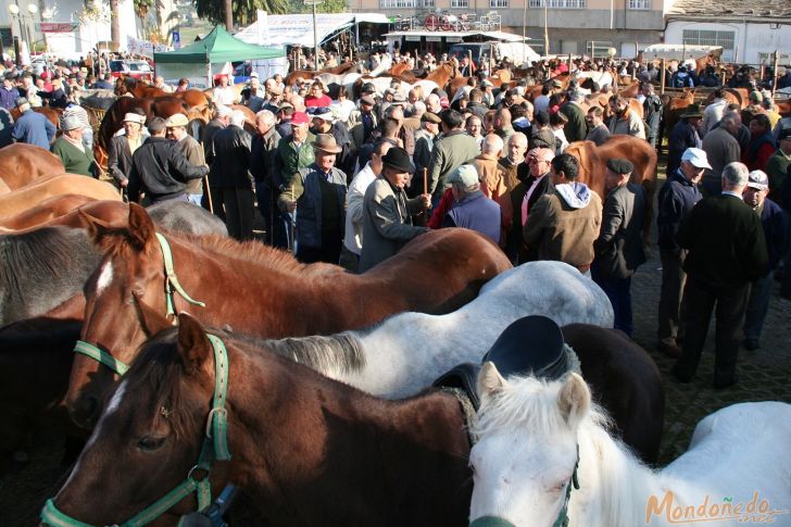 As San Lucas 2009
Feria de ganado

