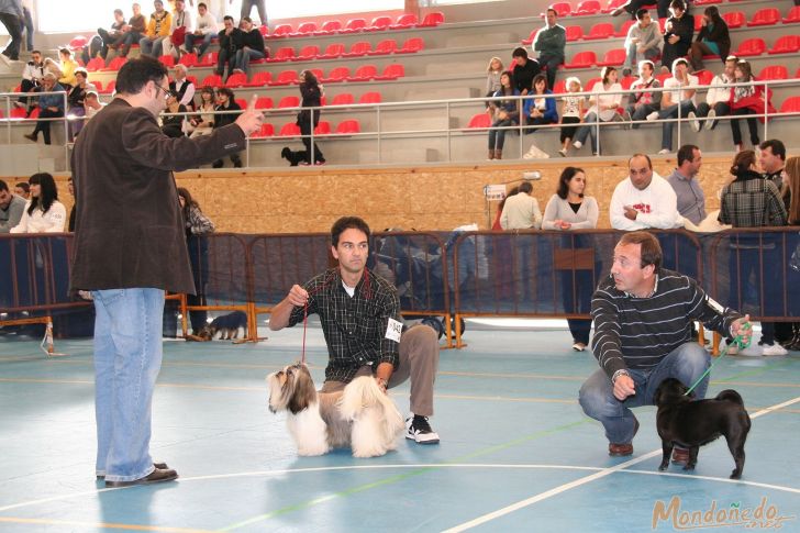 Concurso Canino
Finales del concurso
