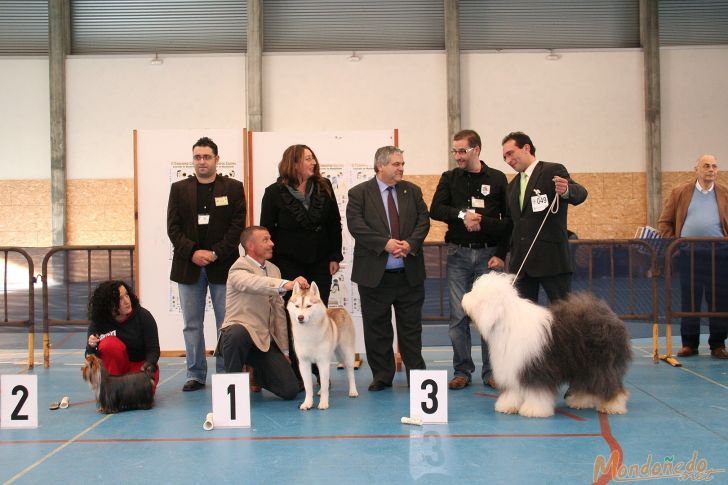 Concurso Canino
Entrega de premios - Los mejores del concurso

