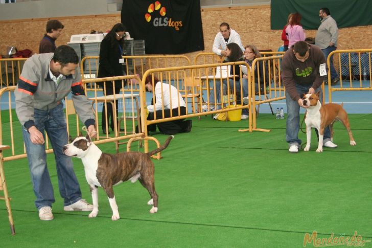 Concurso canino
Participantes
