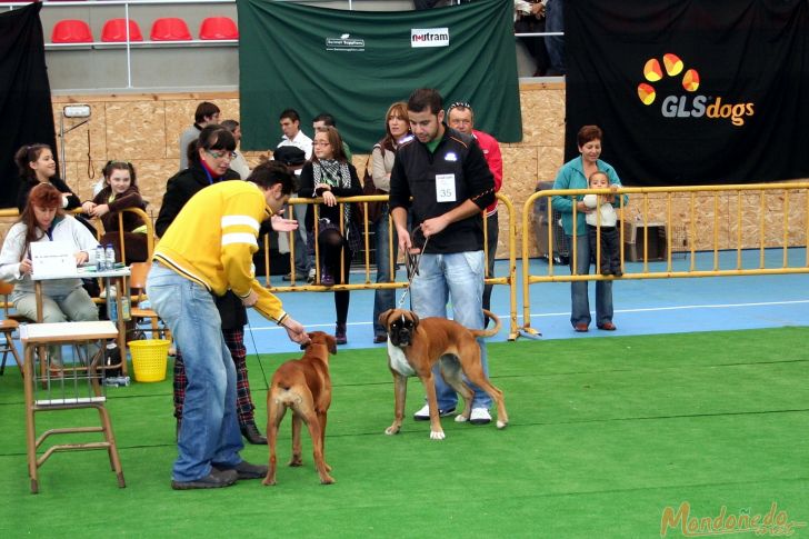 Concurso canino
Participando en el concurso
