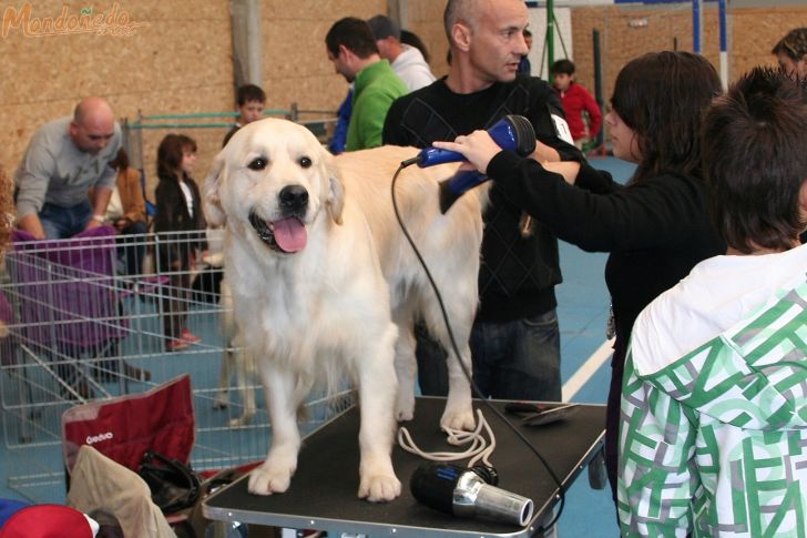 Concurso canino
En la peluquería
