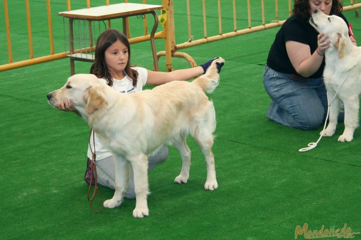 Concurso canino
Participando en el concurso
