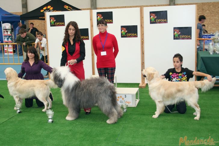 Concurso canino
Presentador juvenil:
1º BOBTAIL - 2º GOLDEN RETRIEVER - 3º GOLDEN RETRIEVER
