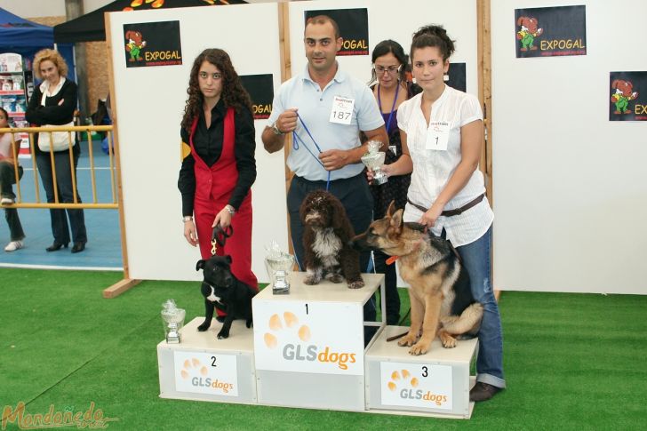 Concurso canino
Categoría muy cachorro:
1º PERRO DE AGUA - 2º STAFFORDSHIRE TERRIER - 3º PASTOR ALEMAN
