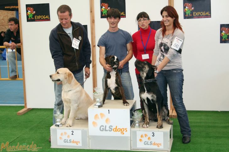 Concurso canino
Categoría cachorro:
1º BOXER ATIGRADO - 2º GOLDEN RETRIEVER - 3º ALANO
