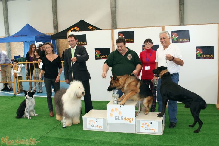 Concurso canino
Entrega de premios Grupo 1:
1º PASTOR ALEMAN - 2º BOBTAIL - 3º CA DE BESTIAR
