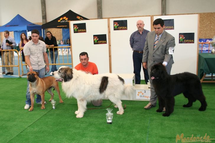 Concurso canino
Entrega de premios Grupo 2:
1º MASTIN DEL PIRINEO - 2º BULLMASTIFF - 3º TERRANOVA
