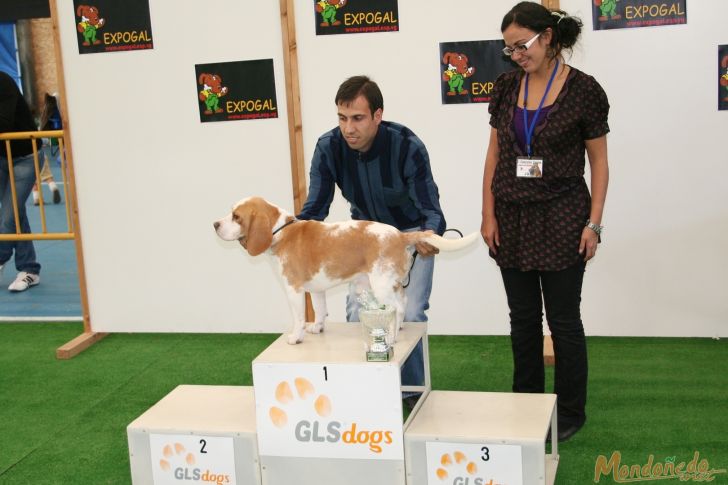 Concurso canino
Entrega de premios Grupo 6:
1º BEAGLE
