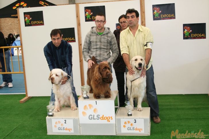 Concurso canino
Entrega de premios Grupo 8:
1º SUSSEX SPANIEL - 2º CLUMBER SPANIEL - 3º GOLDEN RETRIEVER

