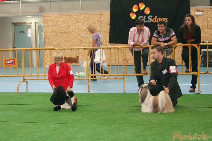 Concurso canino
Participando en la final
