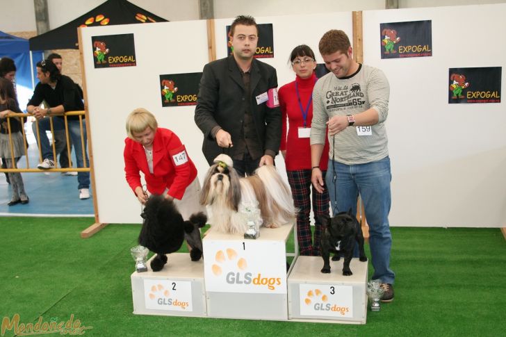 Concurso canino
Entrega de premios Grupo 9:
1º SHITZU - 2º CANICHE TOY - 3º BULLDOG FRANCES
