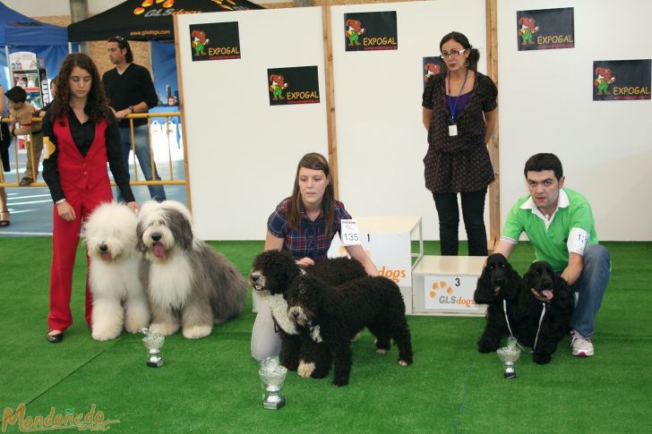 Concurso canino
Parejas:
1º PERRO DE AGUA - 2º BOBTAIL - 3º COCKER SPANIEL
