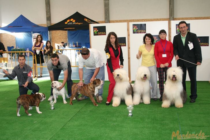 Concurso canino
Grupo de cría:
1º BOBTAIL - 2º BULLDOG INGLES
