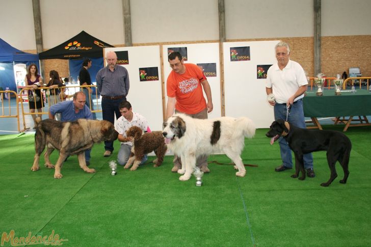 Concurso canino
Razas españolas. Entrega de premios
