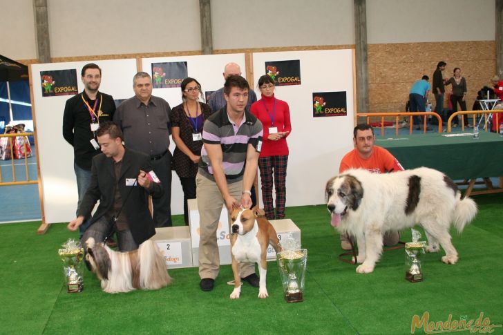 Concurso canino
Los mejores del concurso (BIS):
1º AMERICAN STAFFORDSHIRE TERRIER - 2º SHITZU - 3º MASTIN DEL PIRINEO
