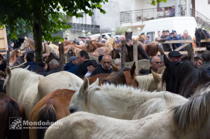 As San Lucas 2016
Feria de ganado
