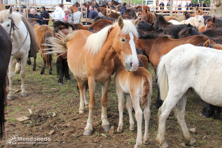 As Quendas 2012
Feria de ganado
