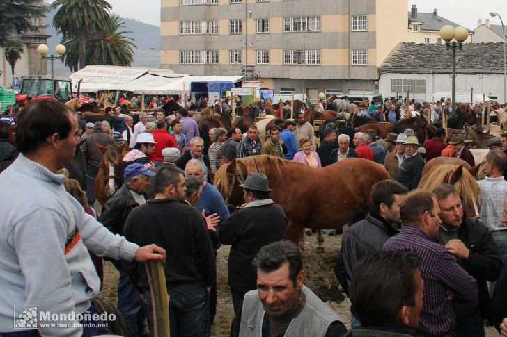 As San Lucas 2011 (18-Oct)
Feria de ganado

