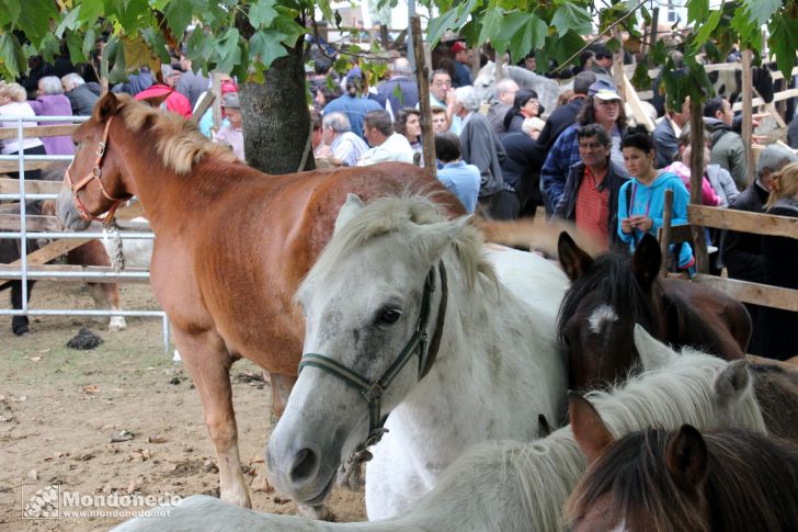 As San Lucas 2011 (18-Oct)
Feria de ganado
